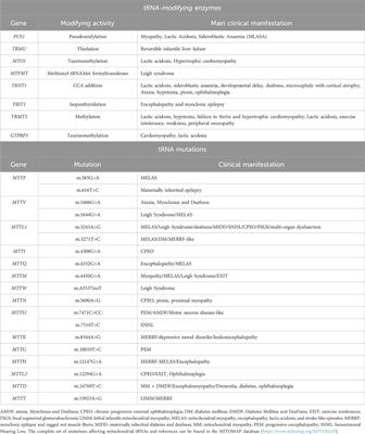 Molecular pathways in mitochondrial disorders due to a defective mitochondrial protein synthesis